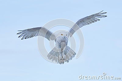 Snowy owl, Nyctea scandiaca, rare bird flying on the sky, winter action scene with open wings, Greenland Stock Photo