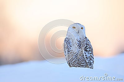 Snowy owl, Nyctea scandiaca, rare bird sitting on the snow, winter scene with snowflakes in wind, early morning scene, before Stock Photo