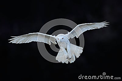 Snowy owl, Nyctea scandiaca, white rare bird flying in the dark forest, winter action scene with open wings, Canada Stock Photo