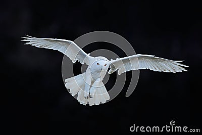 Snowy owl, Nyctea scandiaca, white rare bird flying in the dark forest, winter action scene with open wings, Canada Stock Photo