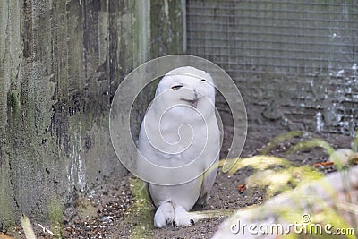 Snowy owl sits on the ground looking straight into the camera Stock Photo