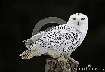 Snowy Owl Sitting Stock Photo