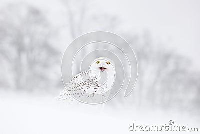 Snowy owl sitting on the snow in the habitat. Cold winter with white bird. Wildlife scene from nature, Manitoba, Canada. Owl on Stock Photo
