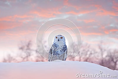 Snowy owl sitting on the snow in the habitat. Cold winter with white bird. Wildlife scene from nature, Manitoba, Canada. Owl on Stock Photo