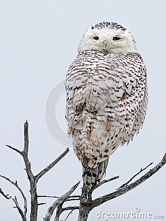 Snowy Owl Stock Photo