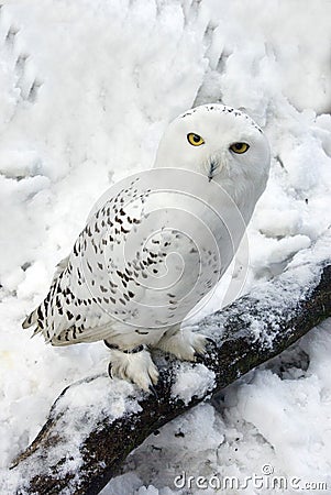 Snowy Owl in Snow Stock Photo