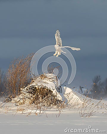 Snowy Owl Stock Photo