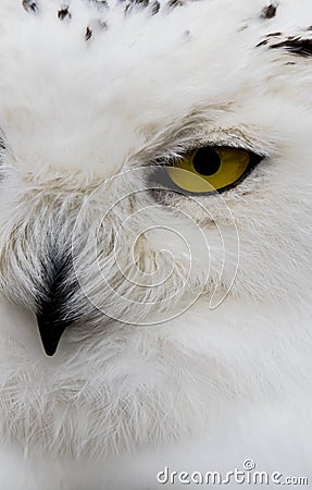 Snowy Owl up Close Stock Photo