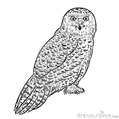 Snowy owl. Vector Illustration