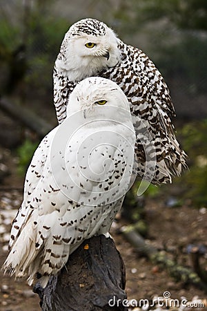 Snowy owls Stock Photo