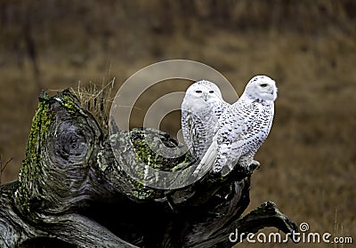 Snowy Owls Stock Photo