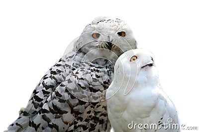 Snowy owls Stock Photo