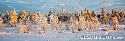 Snowy panoramic landscape, frozen trees in winter in Saariselka, Lapland Finland Stock Photo