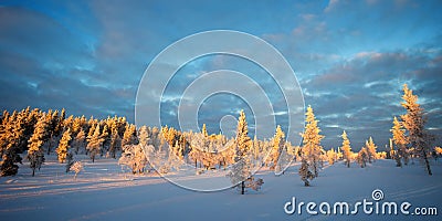 Snowy panoramic landscape at sunset, frozen trees in winter in Saariselka, Lapland Finland Stock Photo