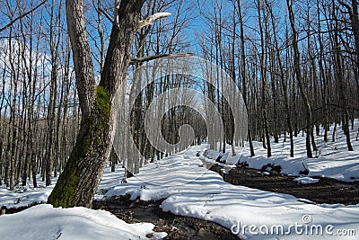 Snowy Path Through Bare Beechwood Stock Photo