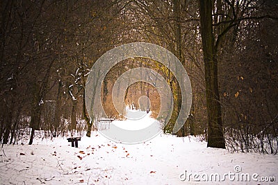 Snowy path in winter Stock Photo