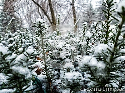 Snow Pines Blur Winter Focus Stock Photo