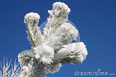 Snowy pine needles Stock Photo