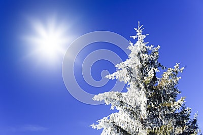 Snowy pine with sun Stock Photo