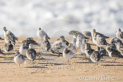 Snowy plover, a small sandpiper, on the beach. Flock of birds close up Stock Photo