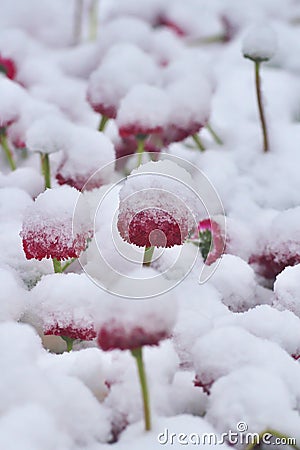Snowy red dog daisy Bellis perennis in springtime. Stock Photo