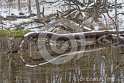 Snowy Reflections in a Forest Pond Stock Photo