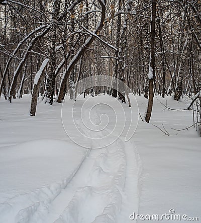 Snowy road leading to a forest in Novosibirsk, Russia Stock Photo