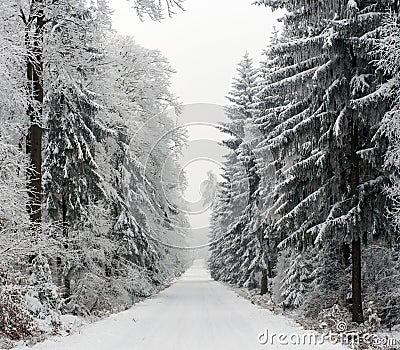 Snowy Road Through Winter Forest, Czech Republic Stock Photo