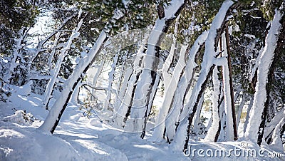 Snowy sloping trees, broken branches background, texture Stock Photo