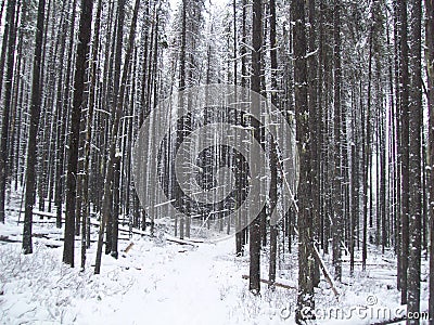 Snowy trail through the trees burnt forest and snow Stock Photo