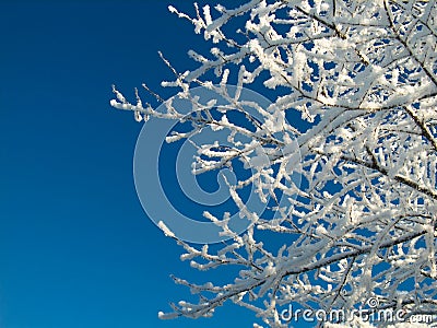 Snowy tree Stock Photo