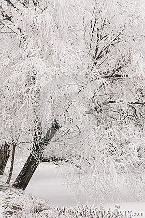 Snowy tree above a frozen lake, in a beautiful and magical enchanted forest. vertical image Stock Photo