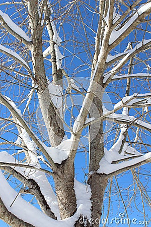 Snowy Tree Stock Photo