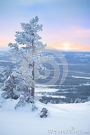 Snowy tree at dawn / winter morning Stock Photo