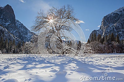 Snowy Tree with Starburst in Yosemite Stock Photo