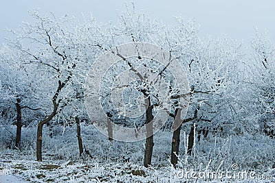 Snowy trees in winter forest Stock Photo