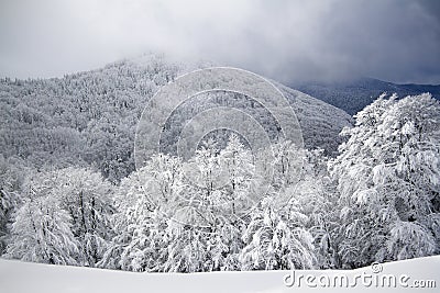 Snowy trees, winter in the Vosges, France Stock Photo