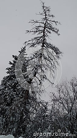 Snowy treetops on the mountai Stock Photo