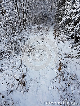 Snowy Walk Stock Photo