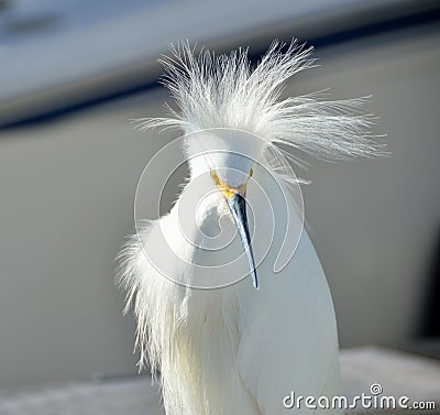 Snowy White Egret Stock Photo