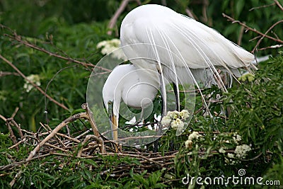 Snowy white Egret Stock Photo