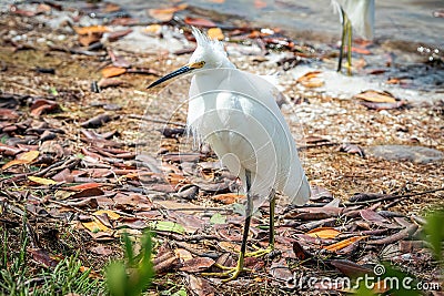 Snowy White Egret with Back to the Wind Stock Photo