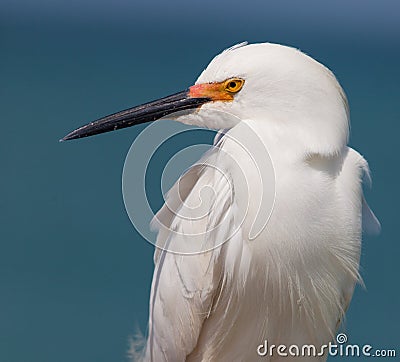 Snowy white egret looks left Stock Photo