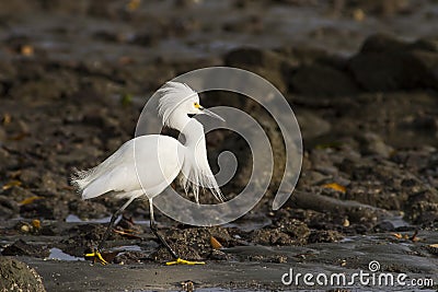 Snowy white egret Stock Photo
