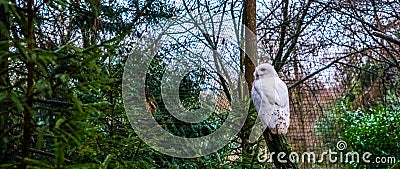 Snowy white owl sitting on a branch and turning its head Stock Photo