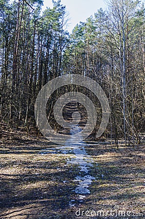 Snowy wild walkway between trees in Karoliniskes Landscape Reserve Stock Photo