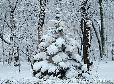 Snowy winter in the city park. Small Christmas tree under the snow Stock Photo