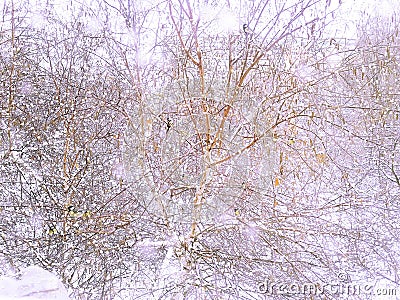 Snowy winter outside the window. Birds on the tree. Snow falls Stock Photo