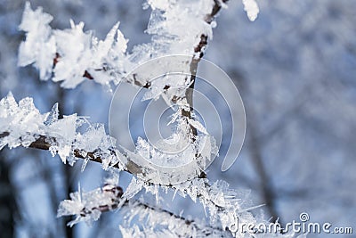 Snowy winter in the Park. Trees covered with white fluffy snow. Winter landscape. Celebration of New year and Christmas Stock Photo