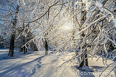 Snowy winter in the Park. Trees covered with white fluffy snow. Winter landscape. Celebration of New year and Christmas Stock Photo